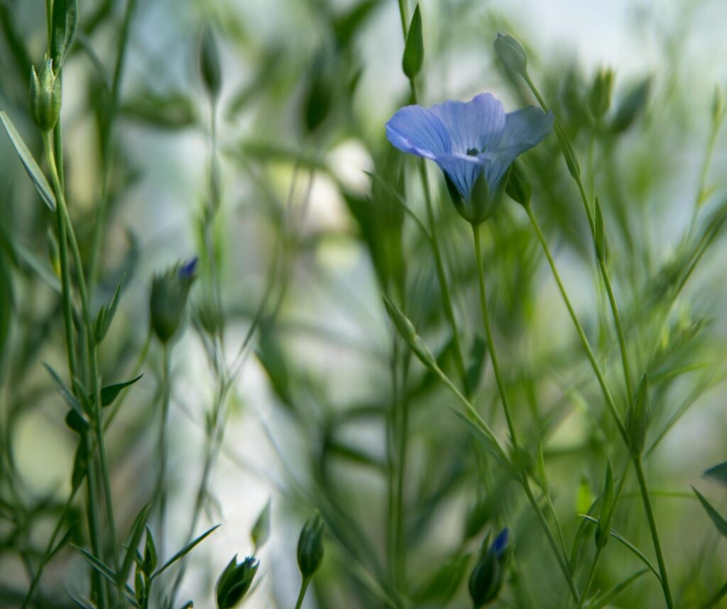 A close-up of a blue flax flower surrounded by green leaves, conveying a sense of natural beauty and tranquility.